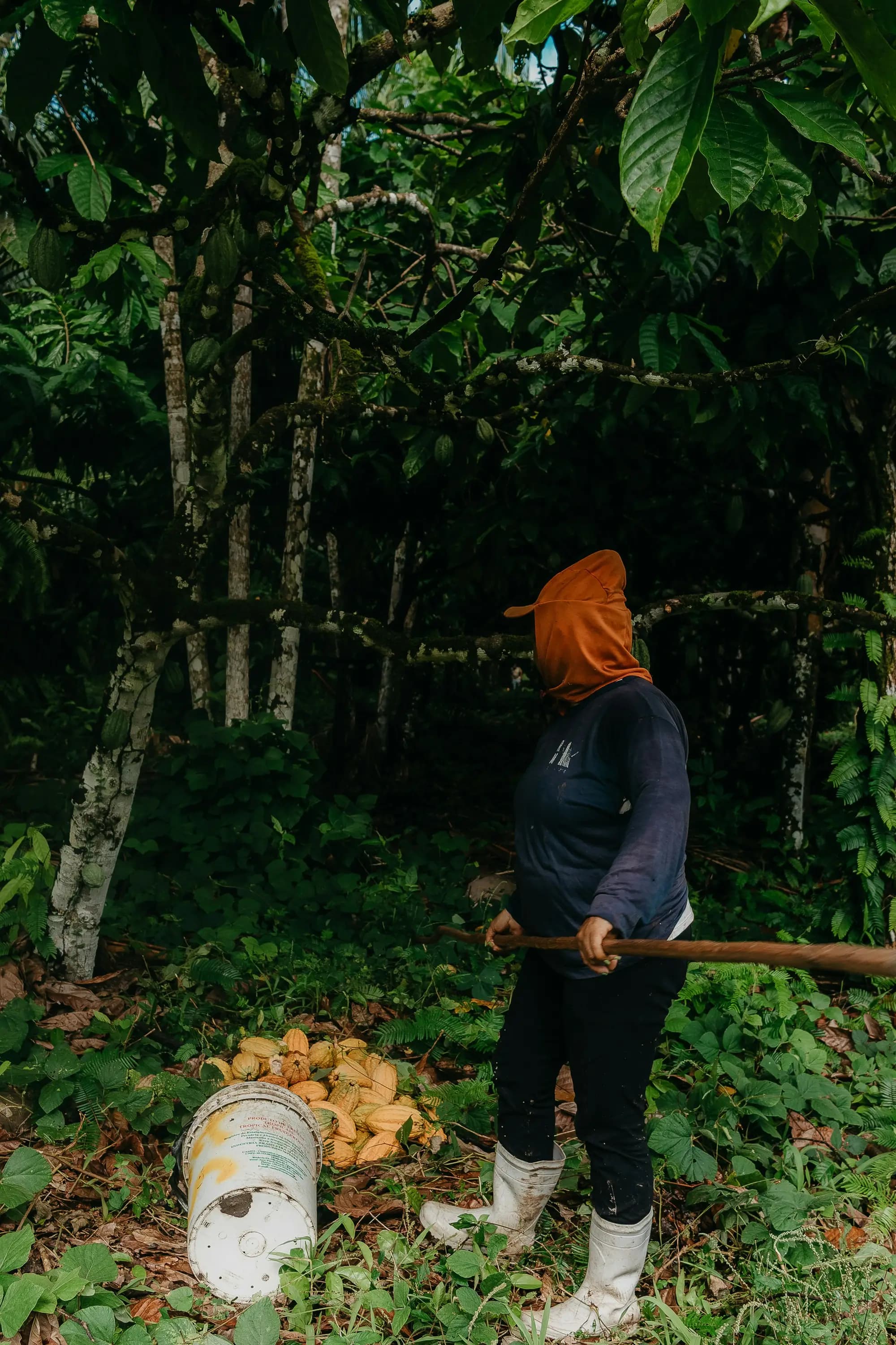 A farmer harvesting cocoa pods